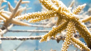 Fregate Island — восстановление кораллов: влияет ли на клев у рифа?