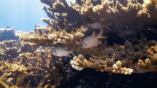 Fregate Island — восстановление кораллов: влияет ли на клев у рифа?