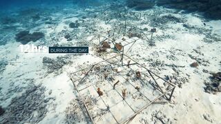 Fregate Island — восстановление кораллов: влияет ли на клев у рифа?