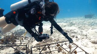 Fregate Island — восстановление кораллов: влияет ли на клев у рифа?