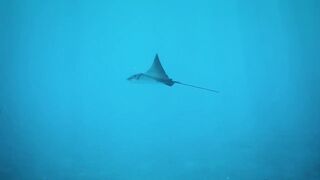 Fregate Island — восстановление кораллов: влияет ли на клев у рифа?