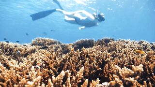 Fregate Island — восстановление кораллов: влияет ли на клев у рифа?