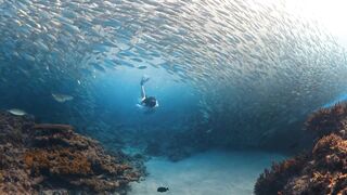 Fregate Island — восстановление кораллов: влияет ли на клев у рифа?