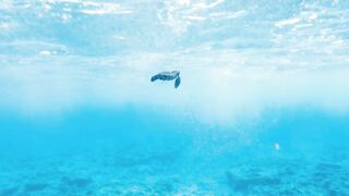 Fregate Island — восстановление кораллов: влияет ли на клев у рифа?