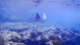 Fregate Island - за орлянками под водой, кадры с рифа