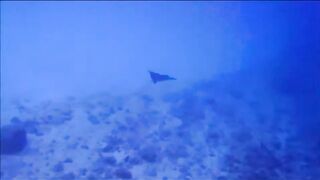 Fregate Island - за орлянками под водой, кадры с рифа