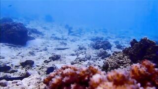 Fregate Island - за орлянками под водой, кадры с рифа