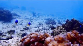 Fregate Island - за орлянками под водой, кадры с рифа