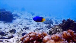 Fregate Island - за орлянками под водой, кадры с рифа