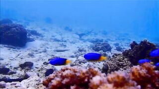 Fregate Island - за орлянками под водой, кадры с рифа