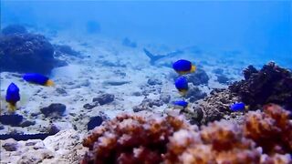 Fregate Island - за орлянками под водой, кадры с рифа