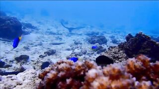 Fregate Island - за орлянками под водой, кадры с рифа