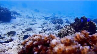 Fregate Island - за орлянками под водой, кадры с рифа