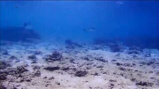 Fregate Island - за орлянками под водой, кадры с рифа