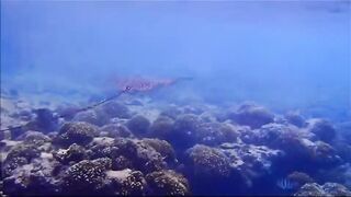 Fregate Island - за орлянками под водой, кадры с рифа