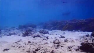 Fregate Island - за орлянками под водой, кадры с рифа