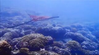 Fregate Island - за орлянками под водой, кадры с рифа