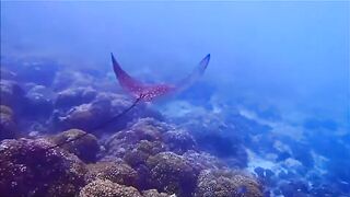 Fregate Island - за орлянками под водой, кадры с рифа