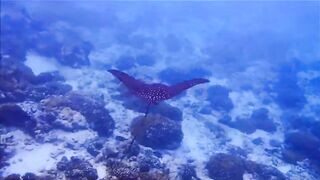 Fregate Island - за орлянками под водой, кадры с рифа