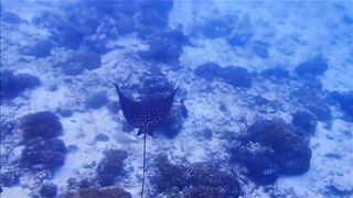 Fregate Island - за орлянками под водой, кадры с рифа