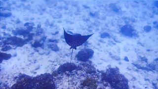 Fregate Island - за орлянками под водой, кадры с рифа