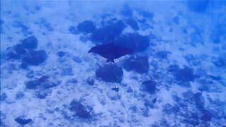 Fregate Island - за орлянками под водой, кадры с рифа