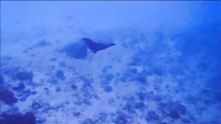 Fregate Island - за орлянками под водой, кадры с рифа