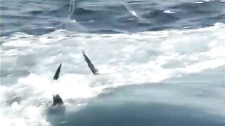 Seychelles, Curieuse - чартер ANGEL TOURS: морская рыбалка на целый день