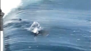 Seychelles, Curieuse - чартер ANGEL TOURS: морская рыбалка на целый день