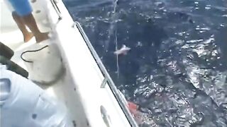 Seychelles, Curieuse - чартер ANGEL TOURS: морская рыбалка на целый день