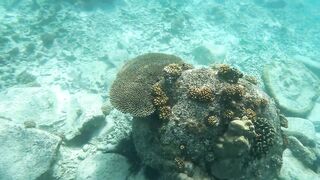 Curieuse Island, Seychelles — как добраться и где возможна рыбалка?