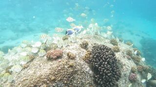 Curieuse Island, Seychelles — как добраться и где возможна рыбалка?