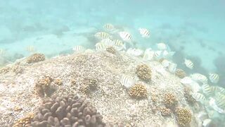 Curieuse Island, Seychelles — как добраться и где возможна рыбалка?