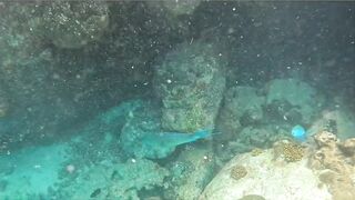 Curieuse Island, Seychelles — как добраться и где возможна рыбалка?