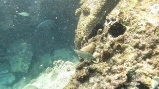 Curieuse Island, Seychelles — как добраться и где возможна рыбалка?