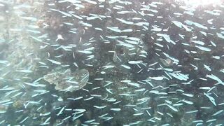 Curieuse Island, Seychelles — как добраться и где возможна рыбалка?