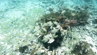 Curieuse Island, Seychelles — как добраться и где возможна рыбалка?