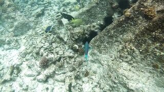 Curieuse Island, Seychelles — как добраться и где возможна рыбалка?