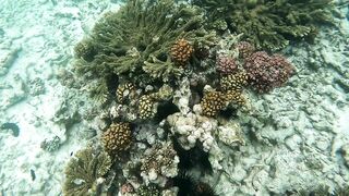 Curieuse Island, Seychelles — как добраться и где возможна рыбалка?