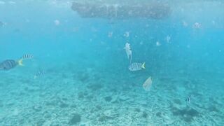 Curieuse Island, Seychelles — как добраться и где возможна рыбалка?