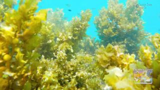 Сейшелы: экскурсия в Saint Anne — есть ли места для рыбалки с борта?