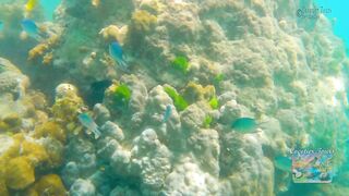 Сейшелы: экскурсия в Saint Anne — есть ли места для рыбалки с борта?