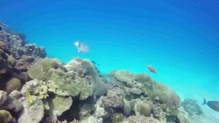 Saint Anne Marine Park - прозрачная вода и снорклинг у гранитов