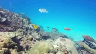 Saint Anne Marine Park - прозрачная вода и снорклинг у гранитов