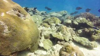 Saint Anne Marine Park - прозрачная вода и снорклинг у гранитов