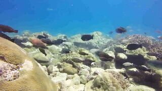 Saint Anne Marine Park - прозрачная вода и снорклинг у гранитов