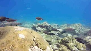 Saint Anne Marine Park - прозрачная вода и снорклинг у гранитов