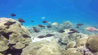 Saint Anne Marine Park - прозрачная вода и снорклинг у гранитов