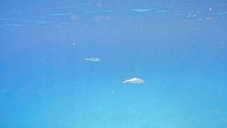 Saint-Anne Marine Park: первая поездка со Starfish — где якориться?