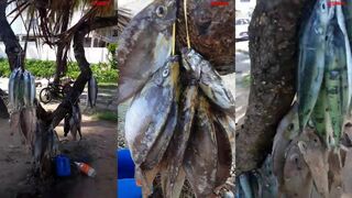 Praslin, Baie Sainte Anne: рыбный рынок — чем живут рыбаки Сейшел